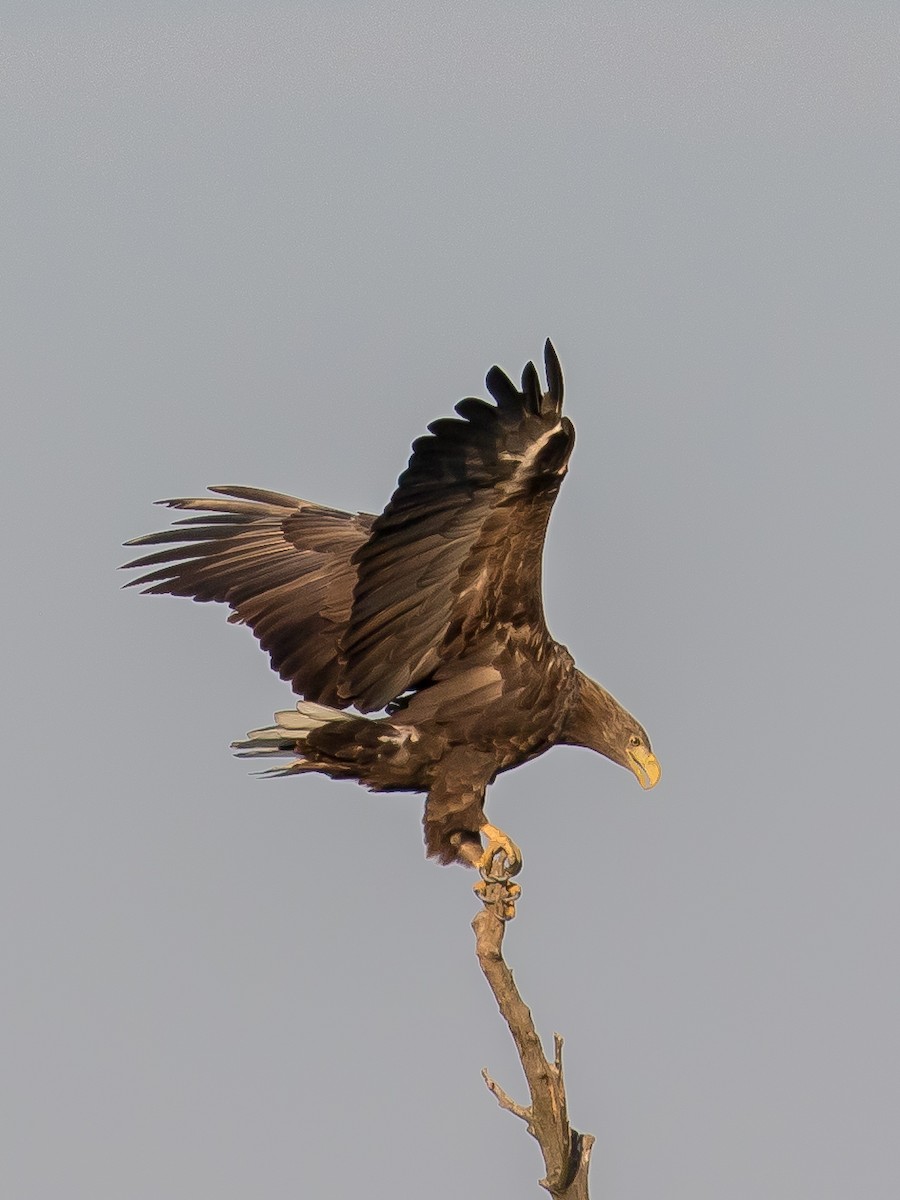 White-tailed Eagle - ML641903981