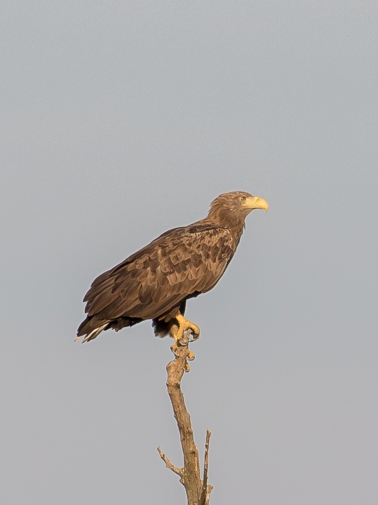 White-tailed Eagle - ML641903982