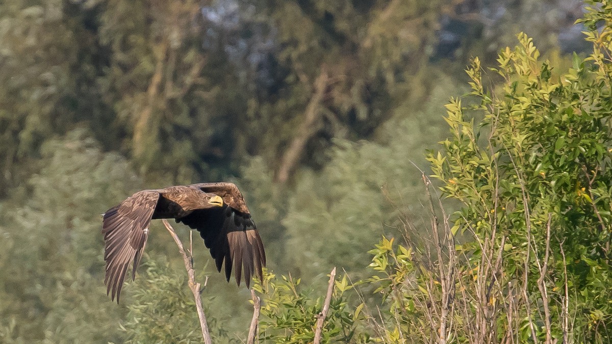 White-tailed Eagle - ML641903983