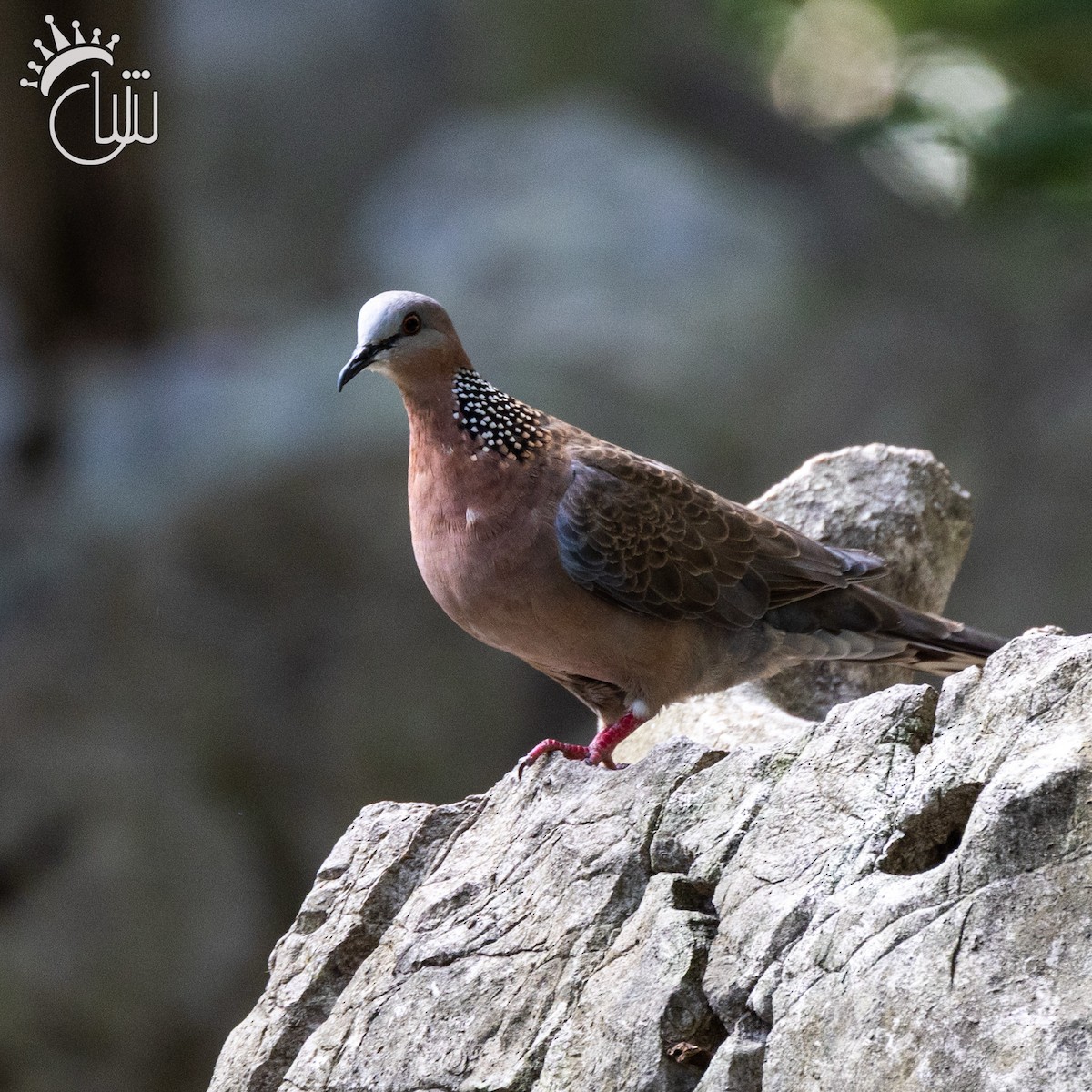 Spotted Dove - ML641904002