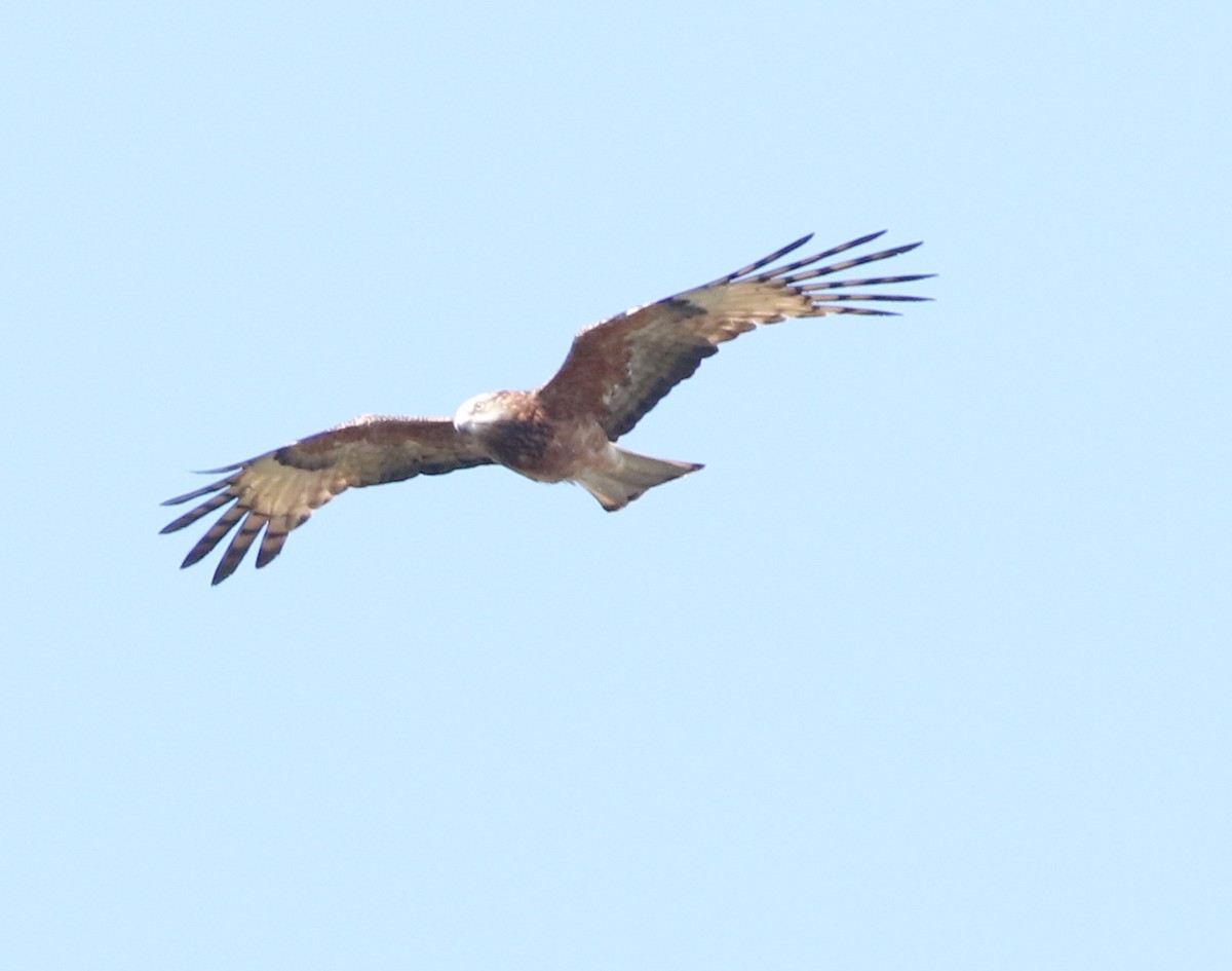 Square-tailed Kite - ML641904003