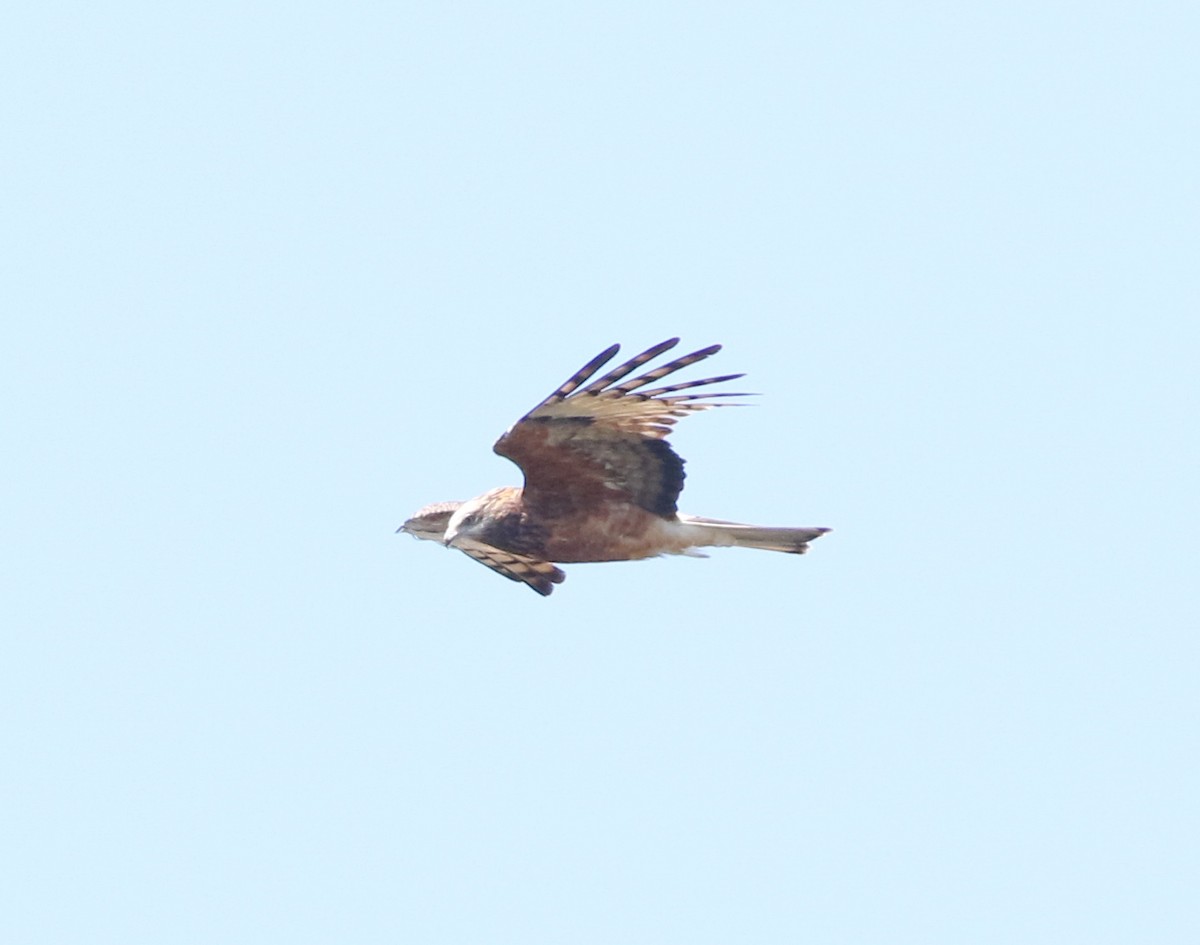 Square-tailed Kite - ML641904004