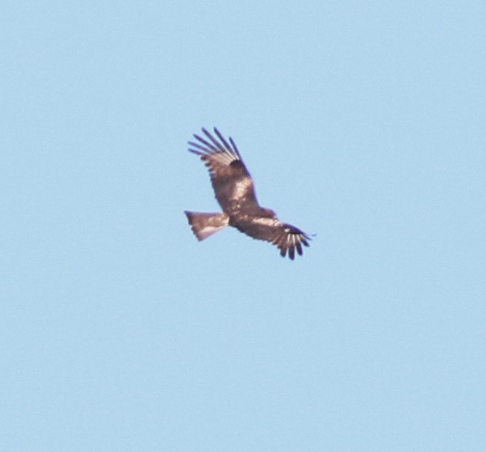 Square-tailed Kite - ML641904005