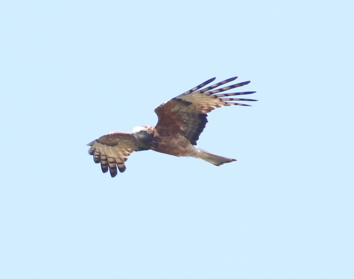 Square-tailed Kite - ML641904007