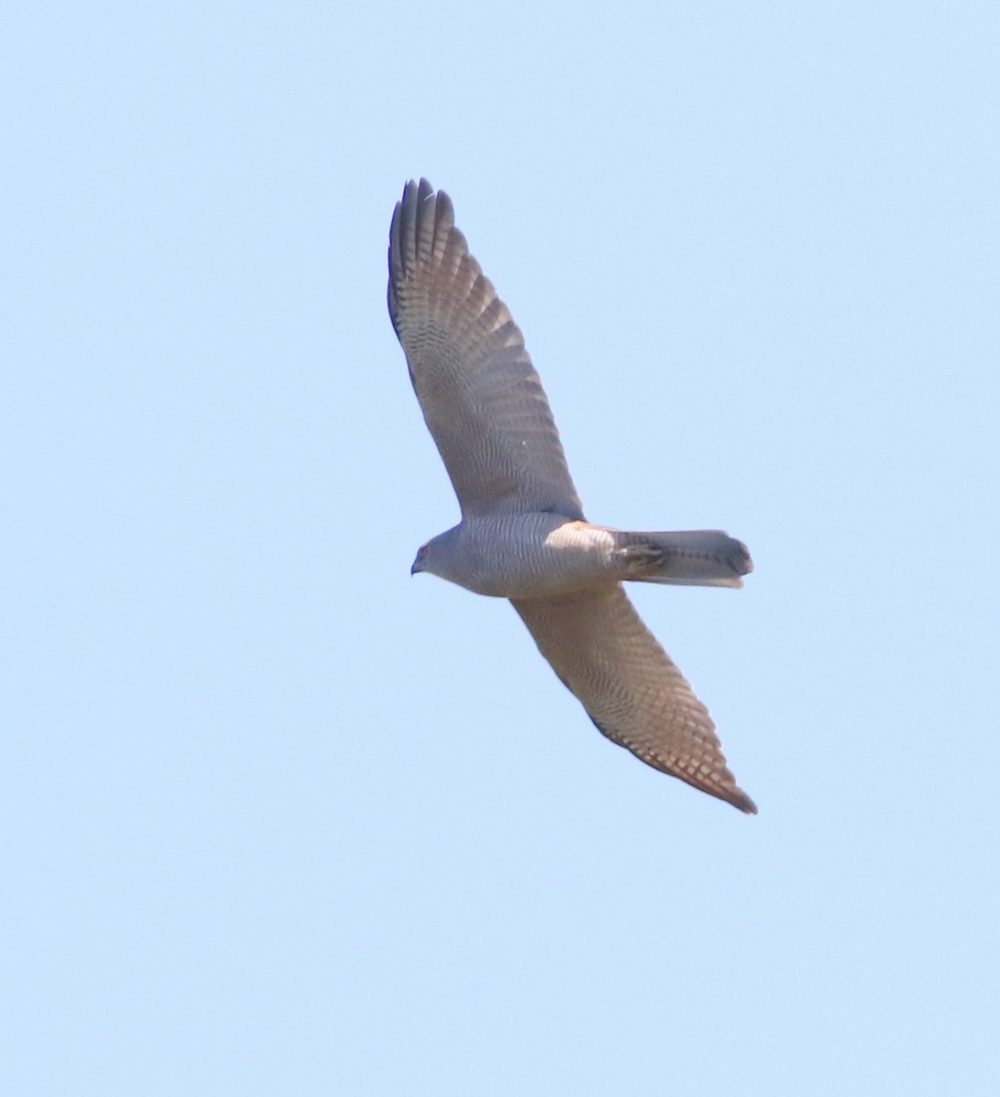 Collared Sparrowhawk/Brown Goshawk - ML641904008