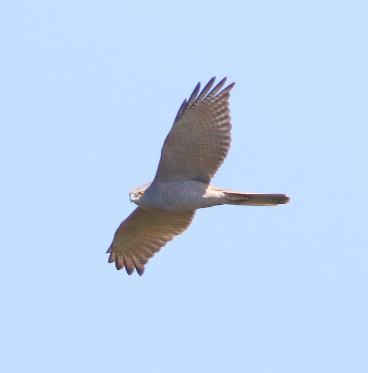Collared Sparrowhawk/Brown Goshawk - ML641904009