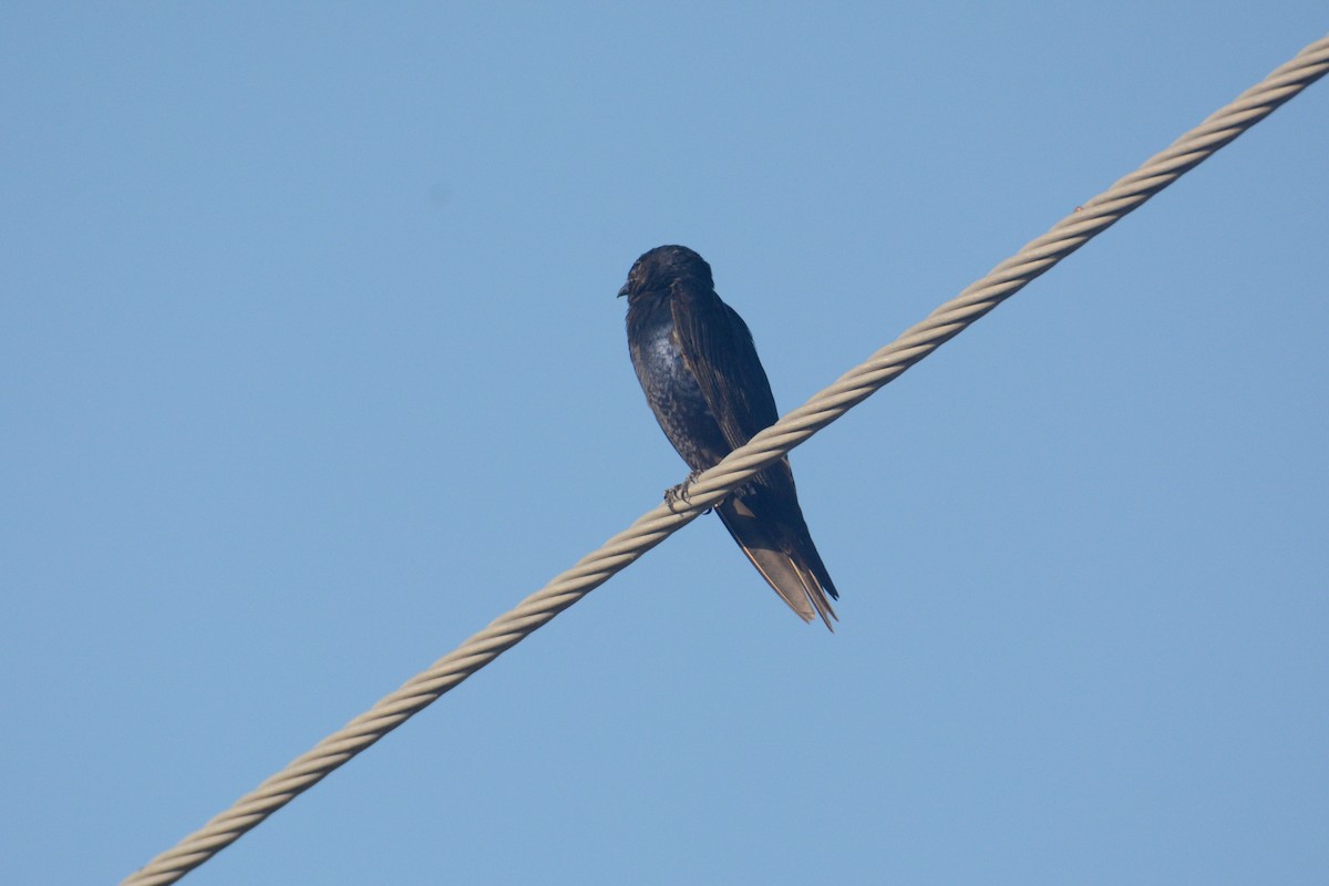 Purple Martin - ML64190401