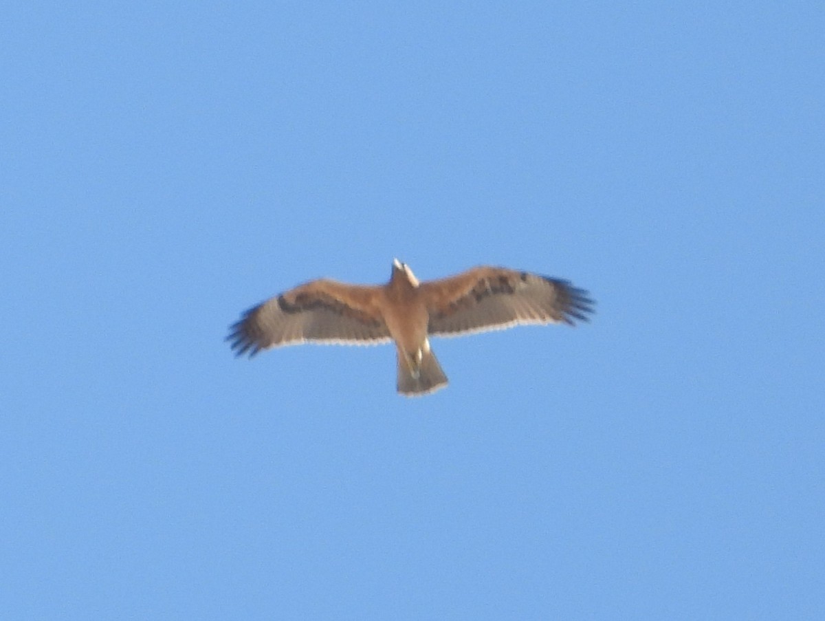 Bonelli arranoa - ML641904014