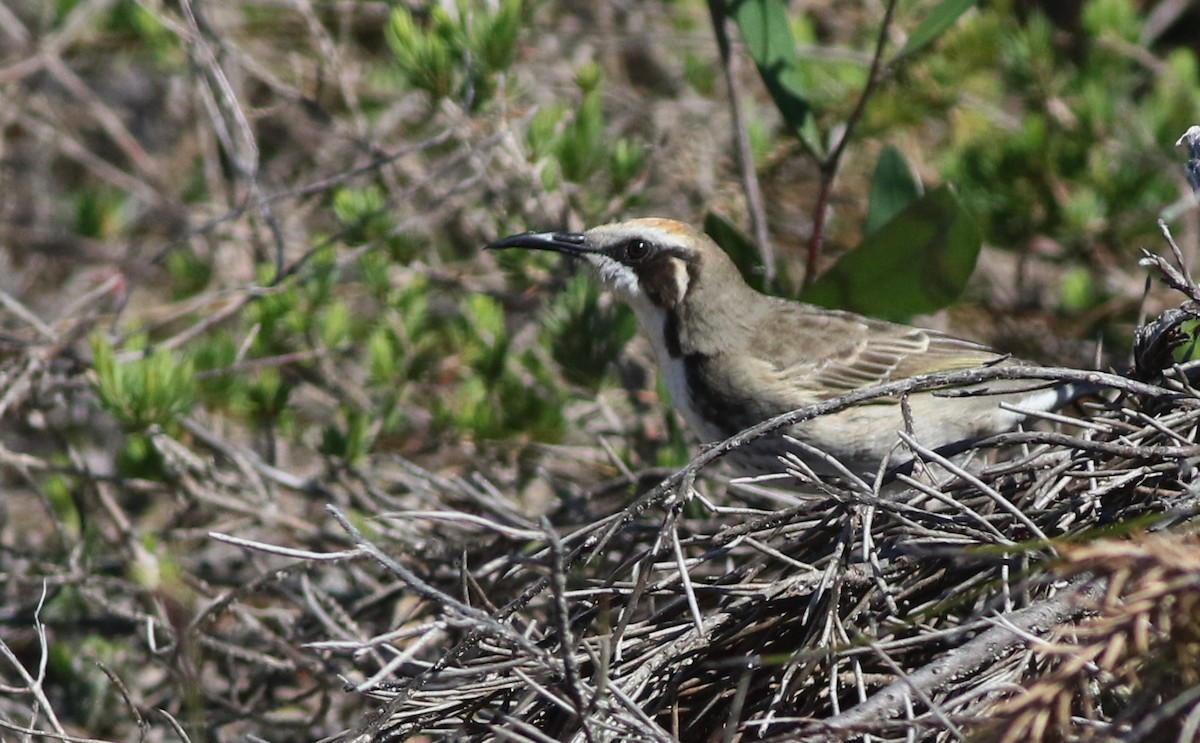Tawny-crowned Honeyeater - ML641904015