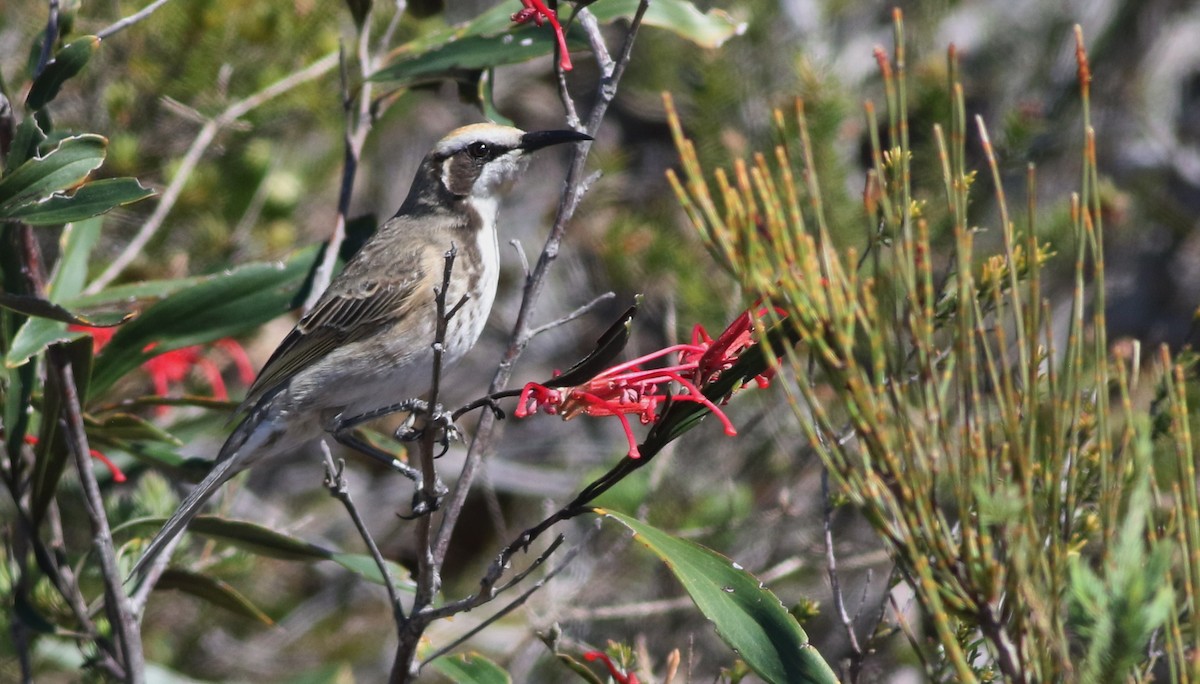 Tawny-crowned Honeyeater - ML641904016