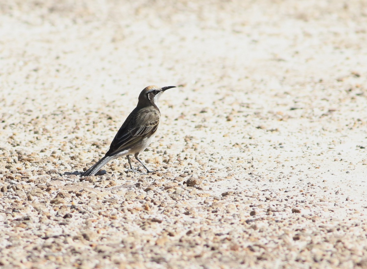 Tawny-crowned Honeyeater - ML641904018