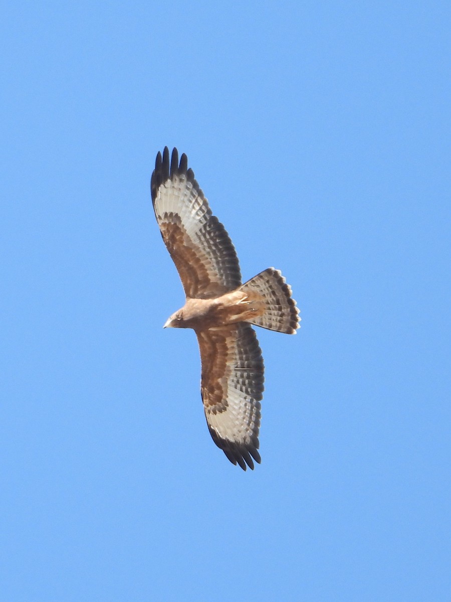 Liztorjale eurasiarra - ML641904020
