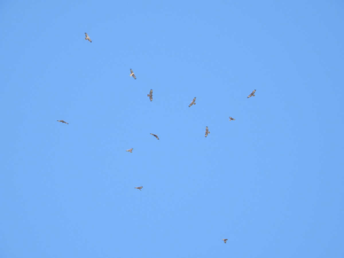 Liztorjale eurasiarra - ML641904021