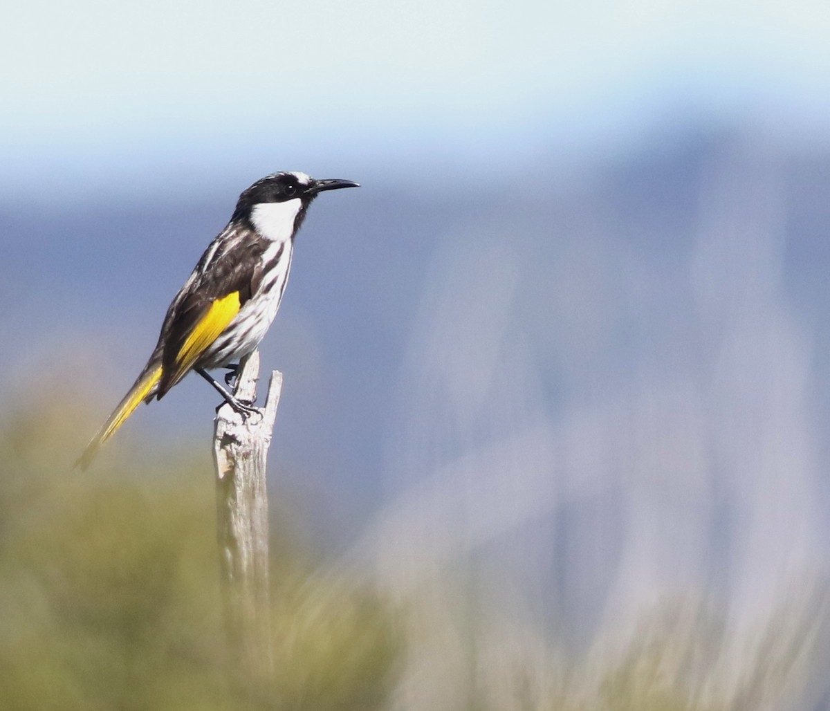 White-cheeked Honeyeater - ML641904026