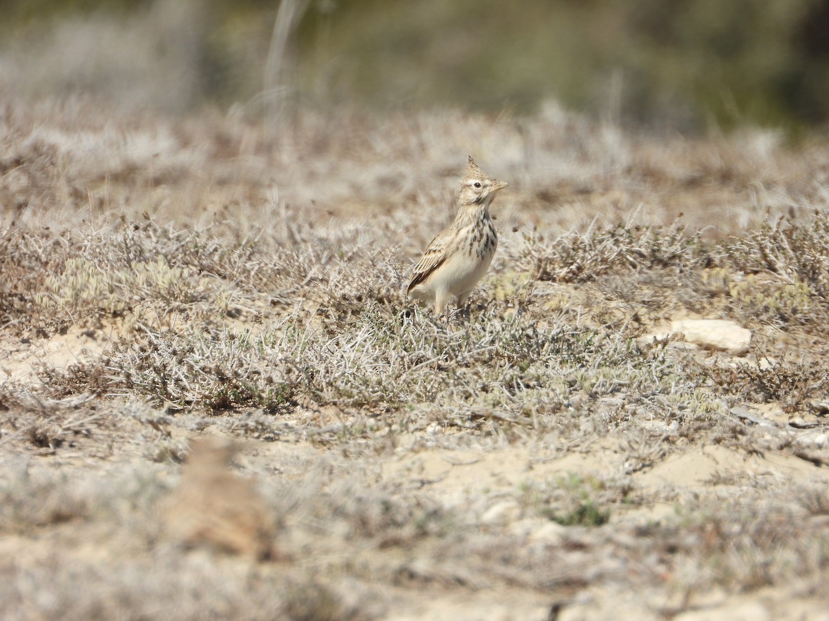 Crested Lark - ML641904028