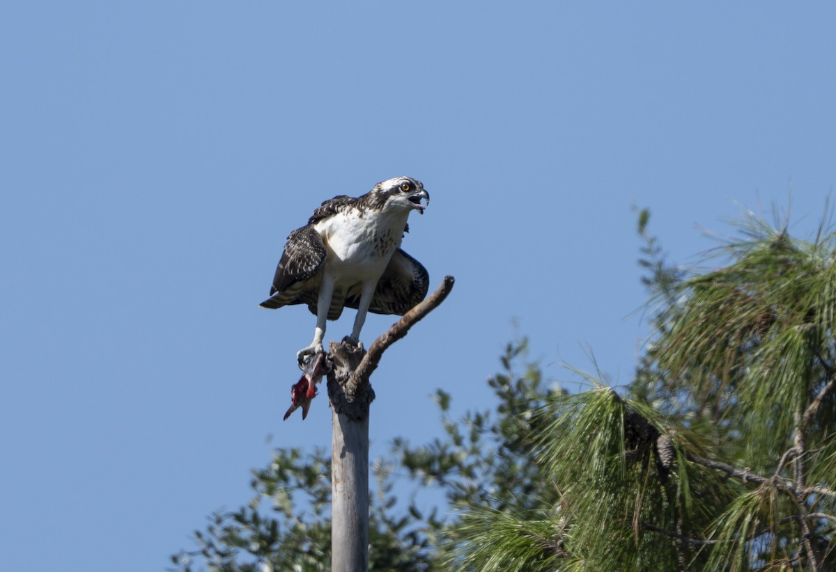 Osprey - ML641904029
