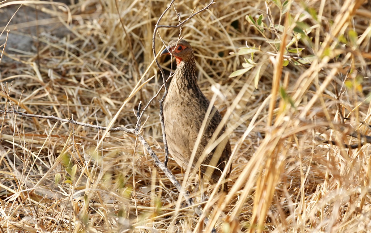 Swainson's Spurfowl - ML641904031