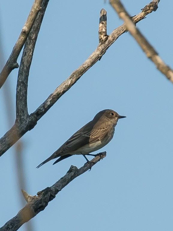 Spotted Flycatcher - ML641904034