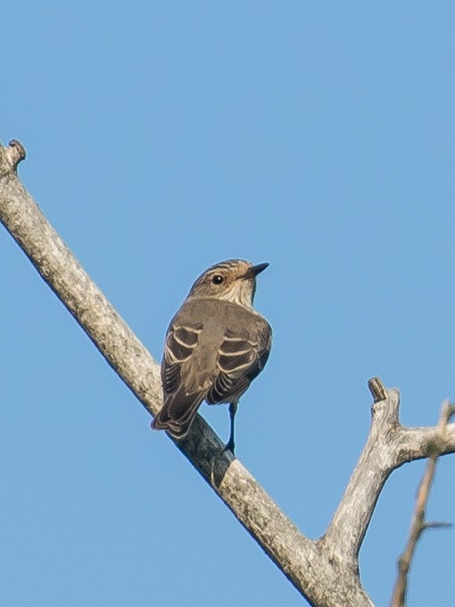 Spotted Flycatcher - ML641904035