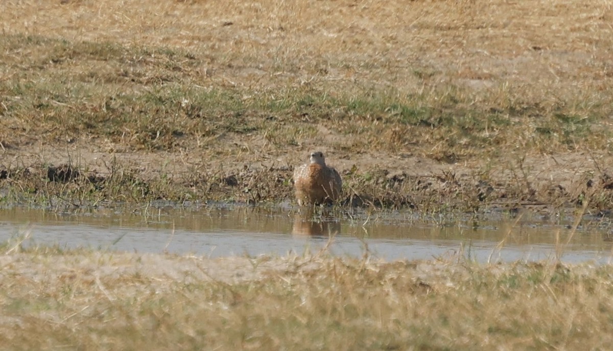 Burchell's Sandgrouse - ML641904039