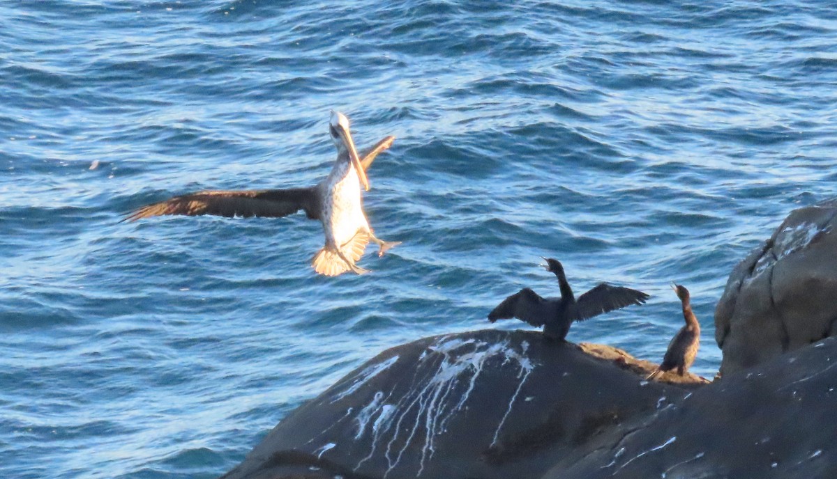 Peruvian Pelican - ML641904040