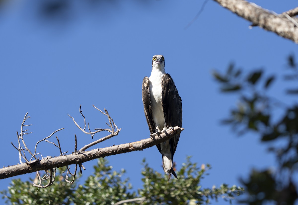 Osprey - ML641904041
