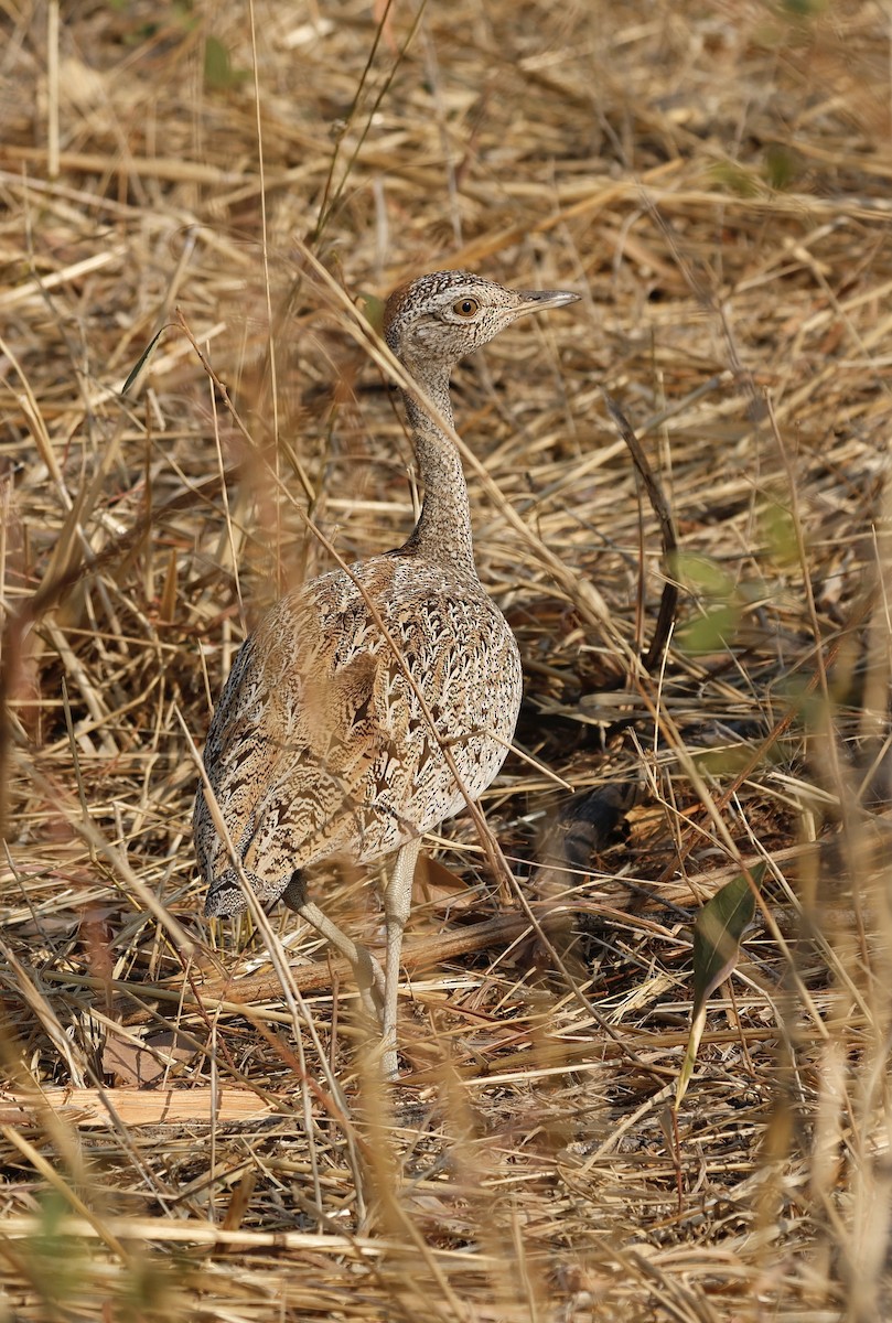 Red-crested Bustard - ML641904043