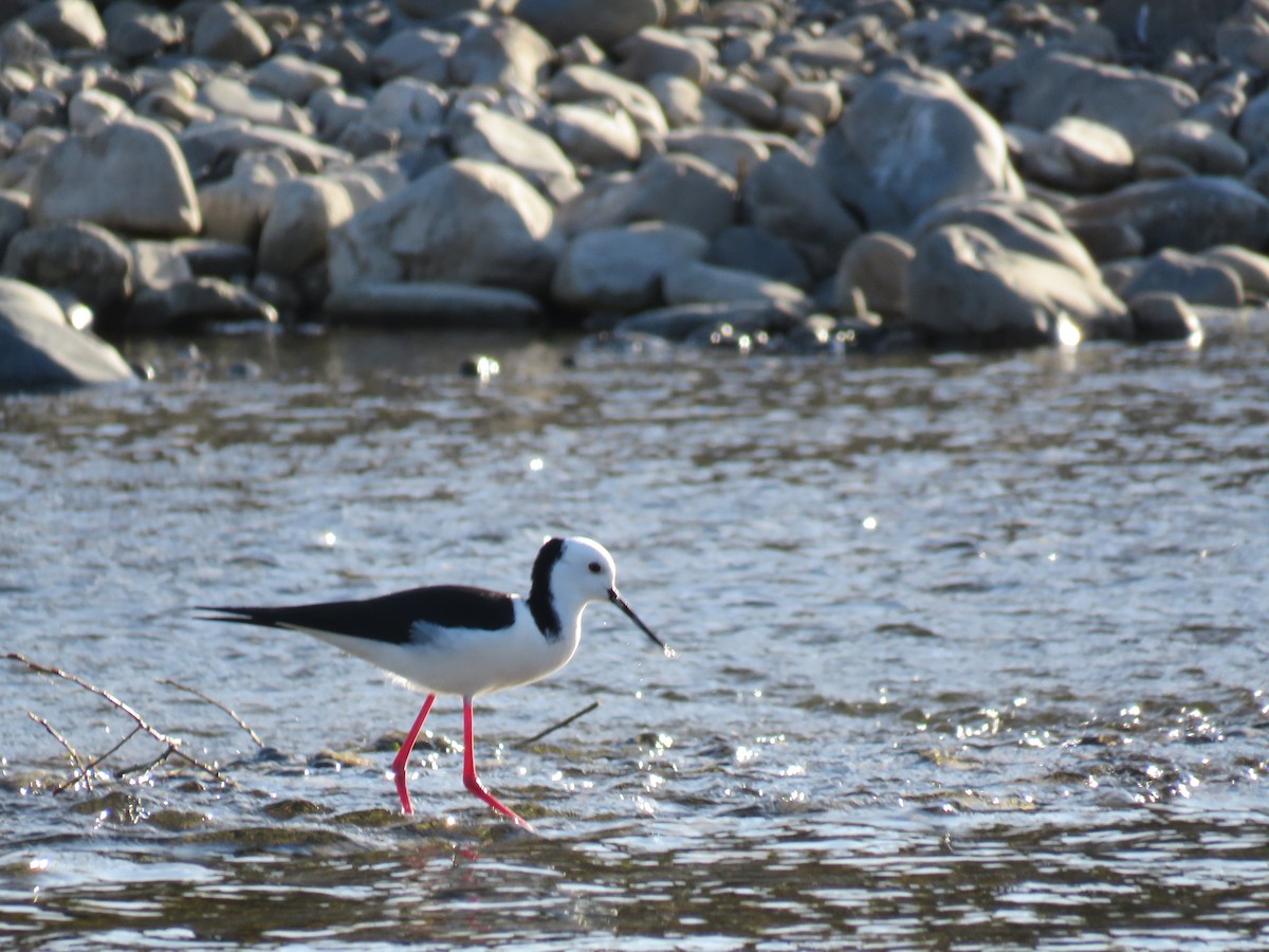 Pied Stilt - ML641904044