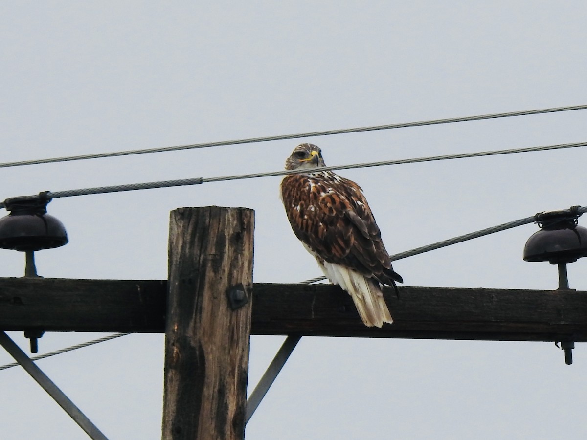 Ferruginous Hawk - ML641904045