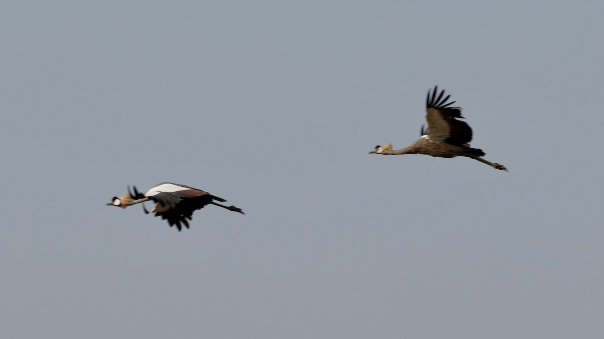 Gray Crowned-Crane - ML641904048