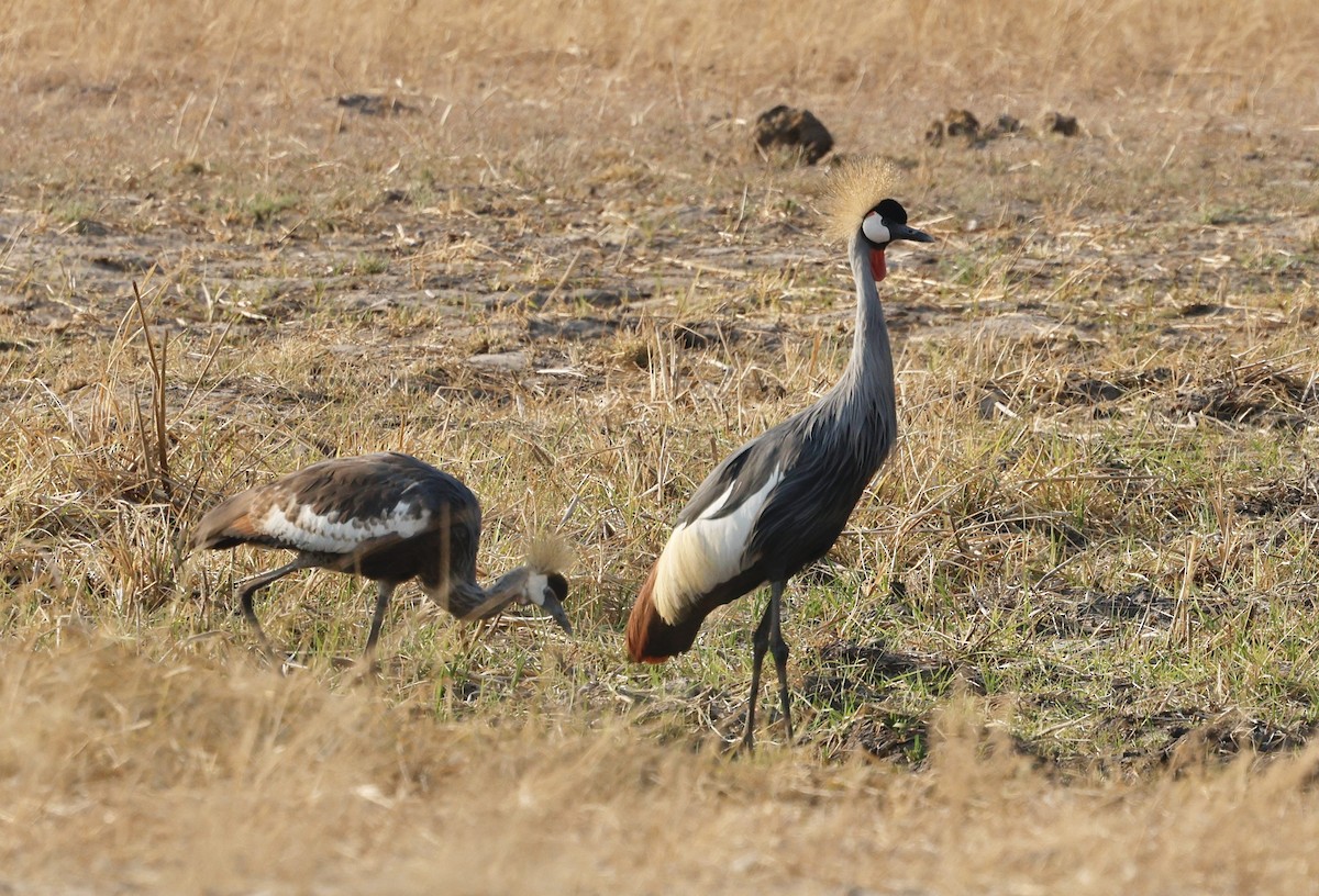 Gray Crowned-Crane - ML641904049