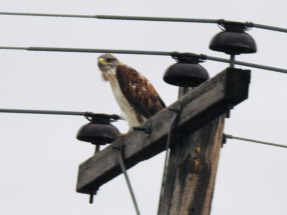 Ferruginous Hawk - ML641904051