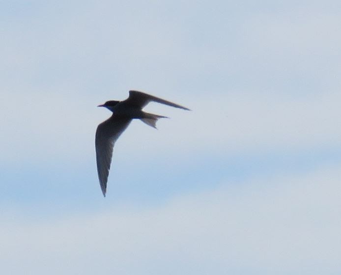 Black-fronted Tern - ML641904053