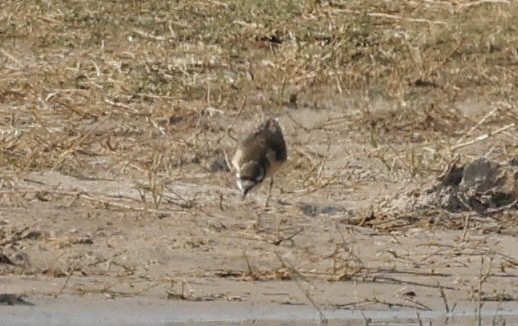 Chorlitejo Pecuario - ML641904067