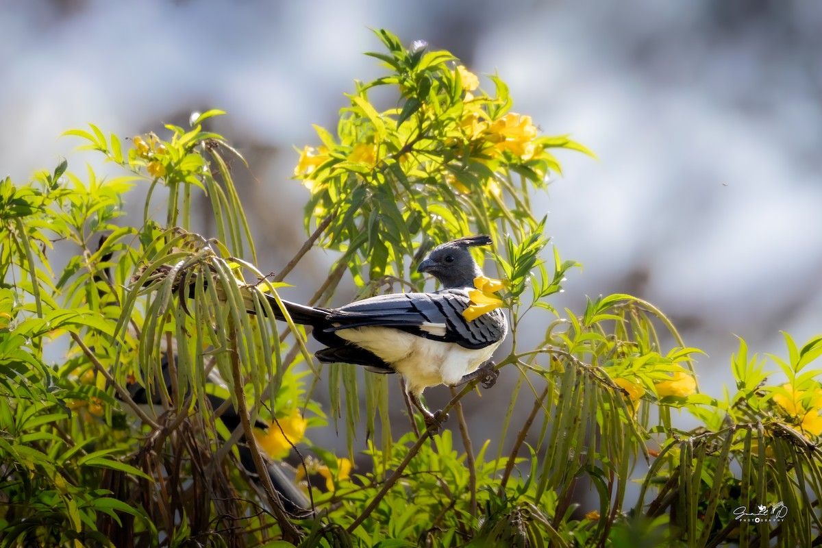 White-bellied Go-away-bird - ML641904069