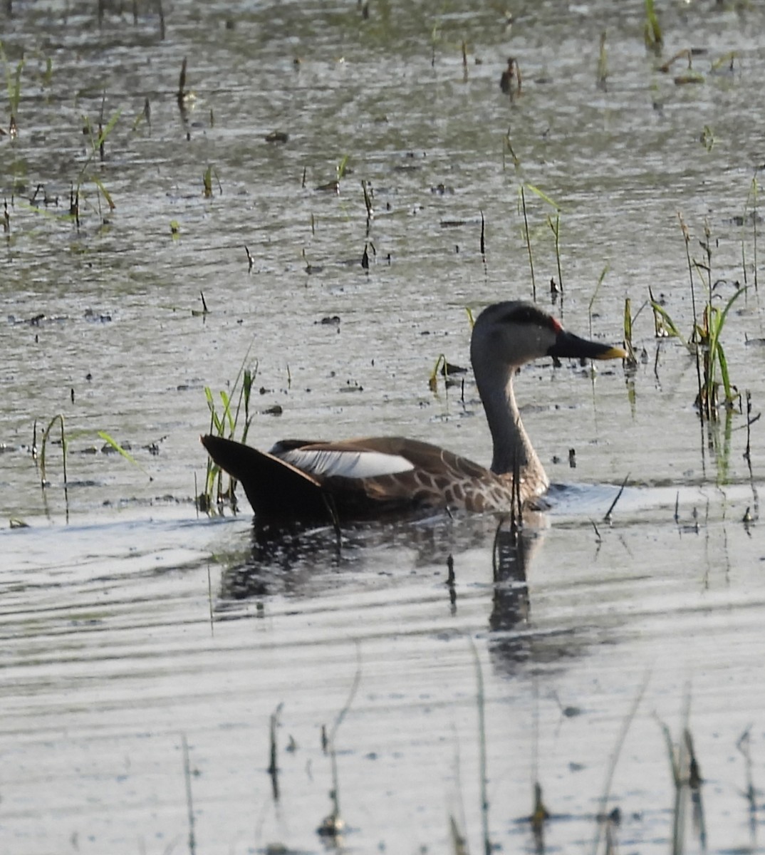Indian Spot-billed Duck - ML641904070