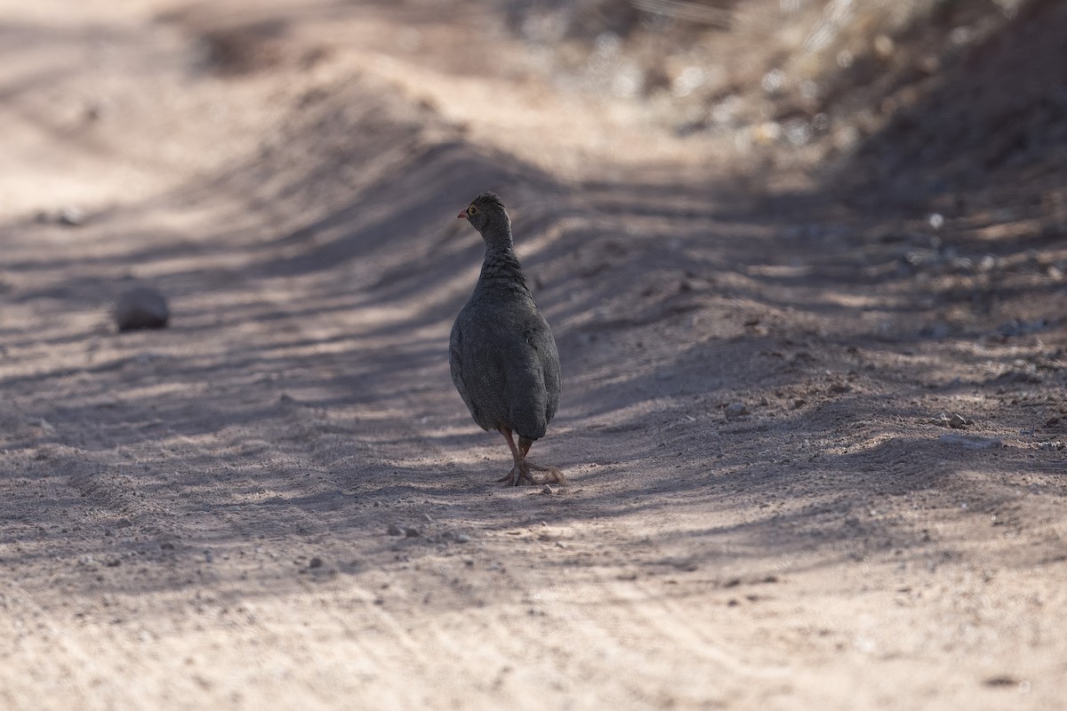 Red-billed Spurfowl - ML641904076