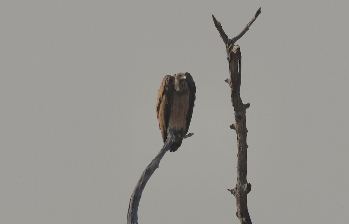 White-backed Vulture - ML641904093