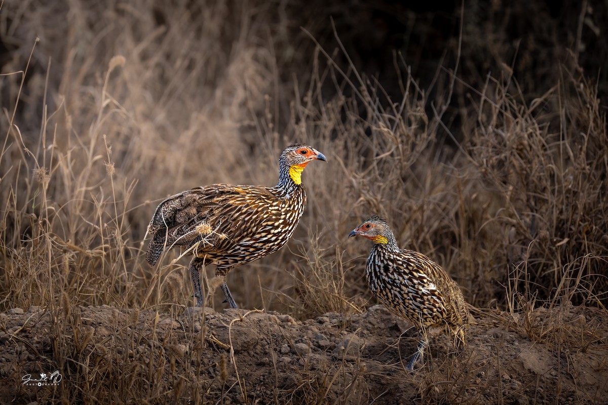 Yellow-necked Spurfowl - ML641904100