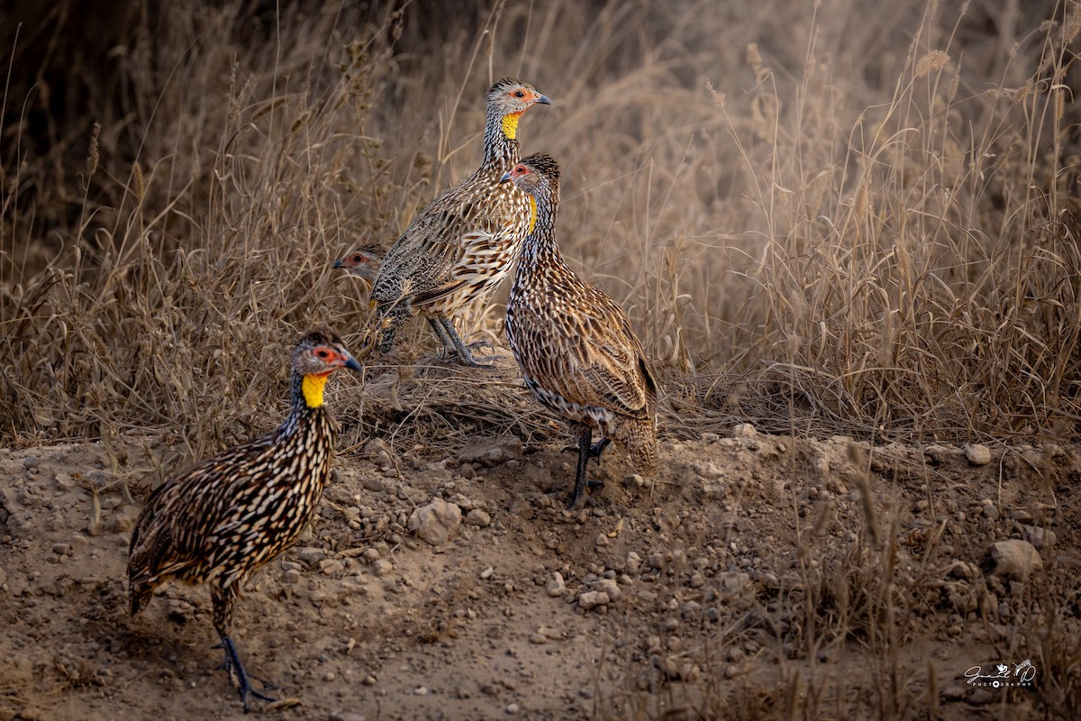 Yellow-necked Spurfowl - ML641904117
