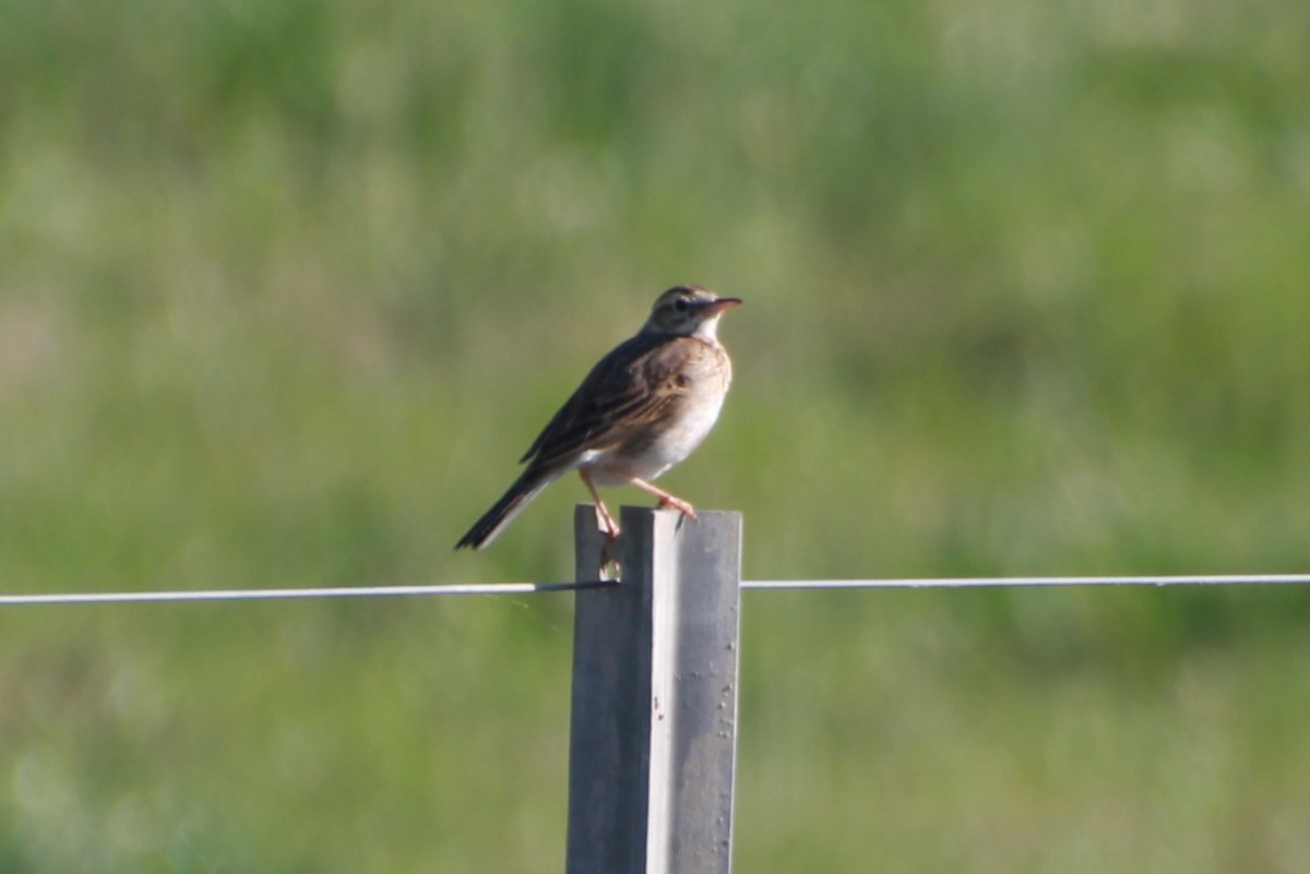 Australian Pipit - ML641904121