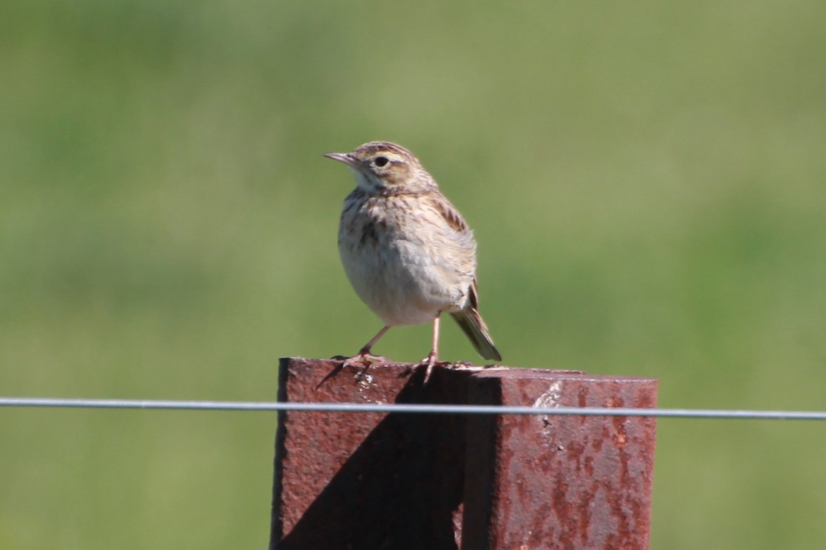 Australian Pipit - ML641904123