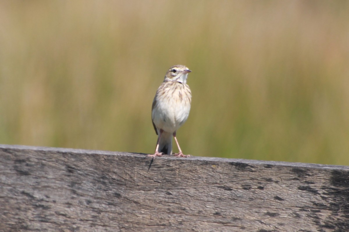 Australian Pipit - ML641904124