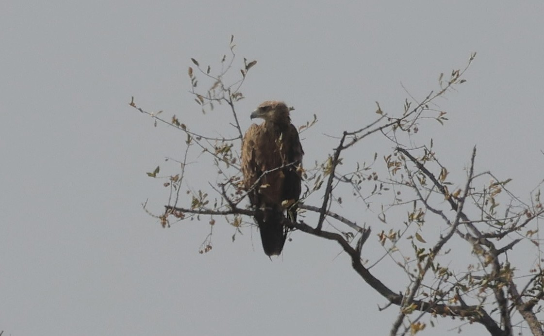 Tawny Eagle - ML641904146