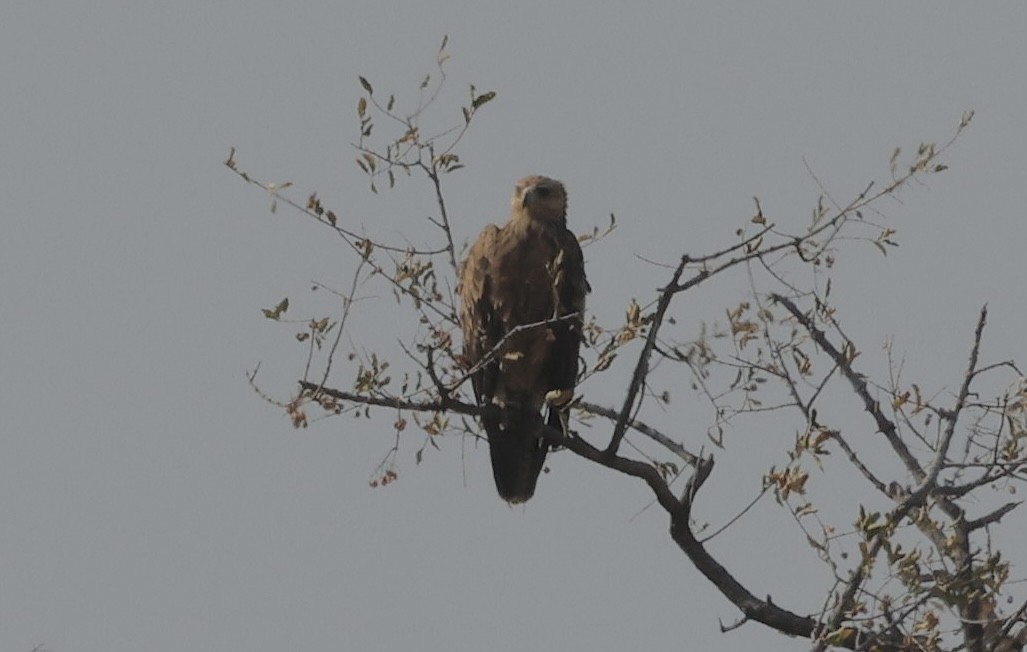 Tawny Eagle - ML641904147