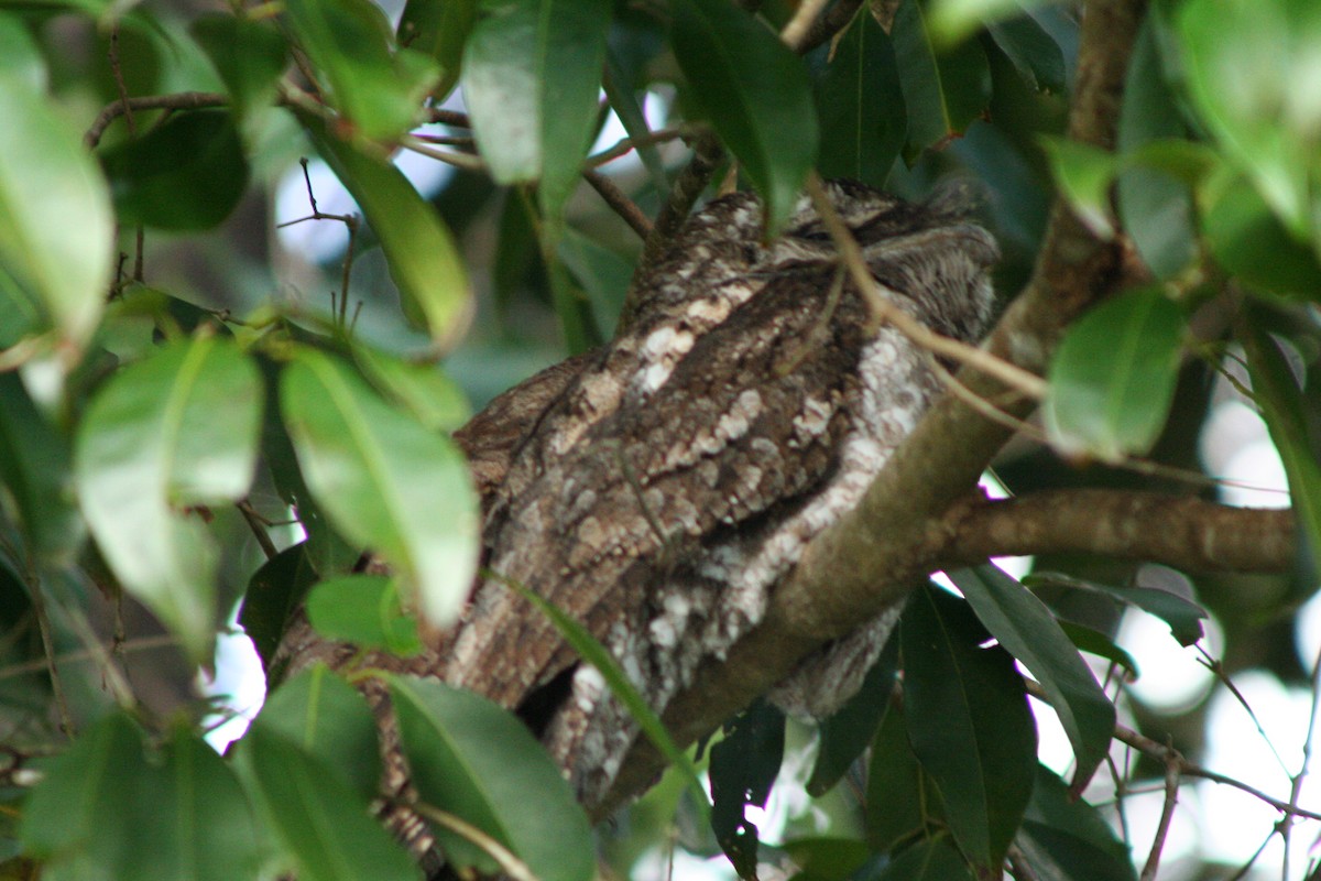 Papuan Frogmouth - ML641904151