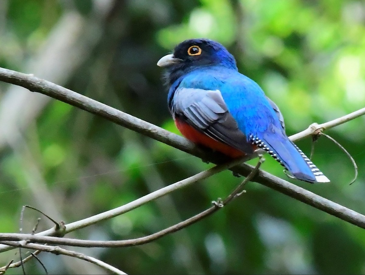Blue-crowned Trogon - ML641904154