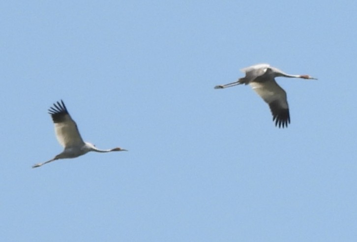 Sarus Crane - ML641904157