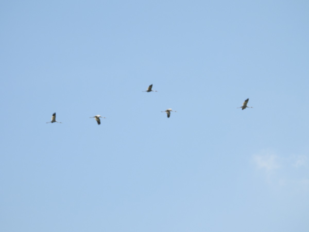 Sarus Crane - ML641904158