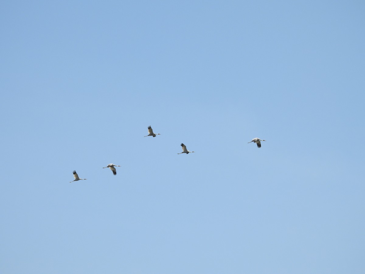 Sarus Crane - ML641904159